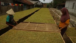 BLT DBHCHT Pati Segera Cair untuk 4.313 Petani dan Buruh Tembakau