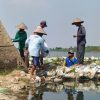 1.130 Hektare Sawah di Jepara Terancam Gagal Panen Akibat Tercemar Air Asin