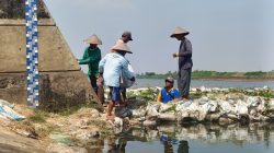 1.130 Hektare Sawah di Jepara Terancam Gagal Panen Akibat Tercemar Air Asin