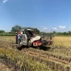 Tembus Rp 8 Ribu per Kilogram! Harga Gabah di Jepara Bikin Petani Tersenyum Lebar Setelah Gagal Panen