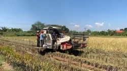 Tembus Rp 8 Ribu per Kilogram! Harga Gabah di Jepara Bikin Petani Tersenyum Lebar Setelah Gagal Panen