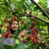 DKPP Jepara Dorong Produsen Kopi Lokal Cantumkan Asal Daerah di Kemasan