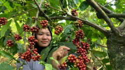 DKPP Jepara Dorong Produsen Kopi Lokal Cantumkan Asal Daerah di Kemasan