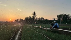 Tarif Listrik Triwulan III 2026 Tetap, PLN Siap Jalankan Kebijakan Pemerintah dan Jaga Kualitas Layanan ke Masyarakat