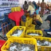 Pemprov Jateng Sukses Panen Udang Vaname di Kawasan Industri Wijayakusuma