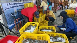 Pemprov Jateng Sukses Panen Udang Vaname di Kawasan Industri Wijayakusuma