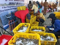 Pemprov Jateng Sukses Panen Udang Vaname di Kawasan Industri Wijayakusuma