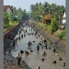 Seru Banget! Ratusan Warga Purworejo Turun ke Sungai Berebut Ikan di Tradisi Gogoh Iwak
