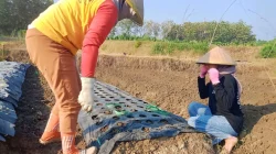 Pemkab Dorong Rembang Jadi Sentra Penghasil Bawang Merah Pantura