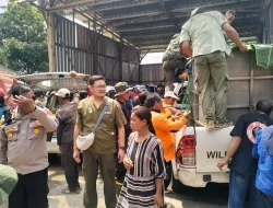 Macan Kumbang Masuk Rumah Warga Batang dan Mangsa Ternak, Begini Detik-Detik Evakuasinya